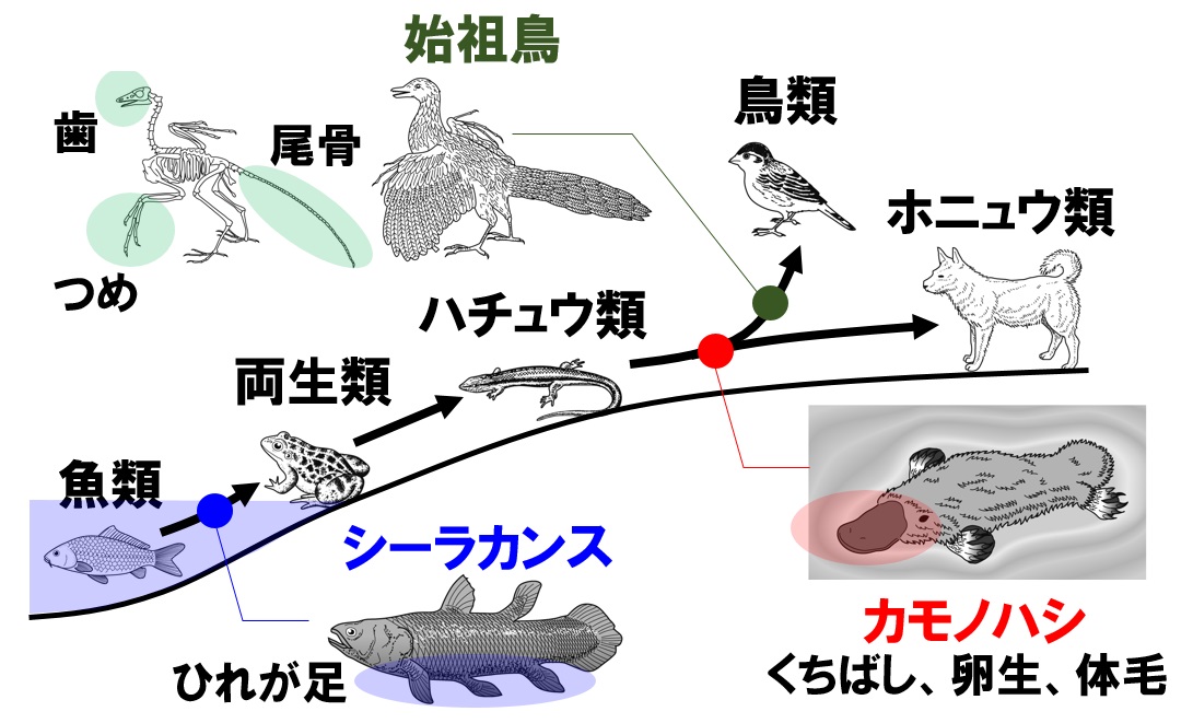 魚類 から 両生類 へ の 進化