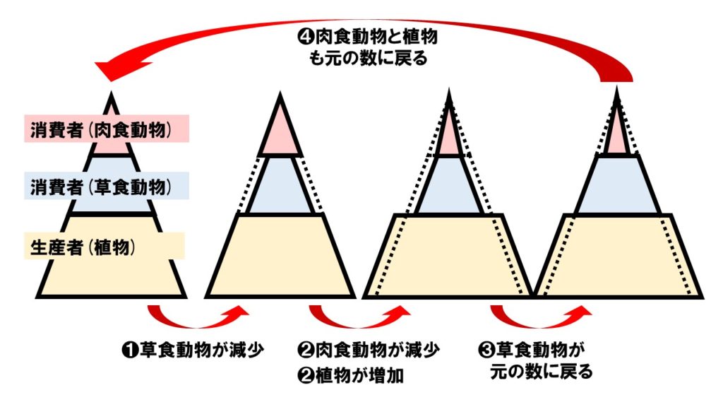 生態数ピラミッド