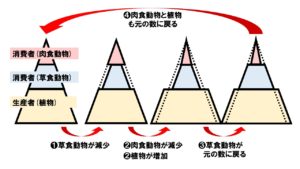 生態数ピラミッド