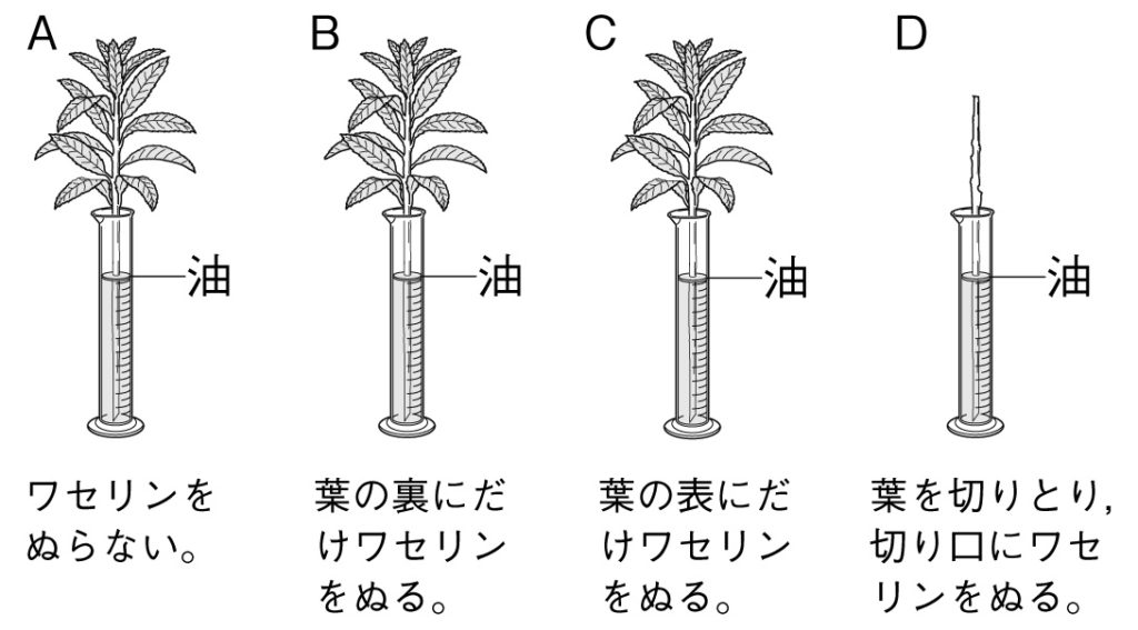 中１理科 植物のつくりとはたらき 分類 テスト対策問題 Examee